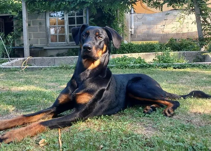 Logis De France- Restaurant Grill 2*